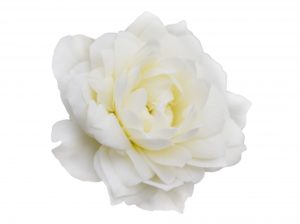 白いバラ画像